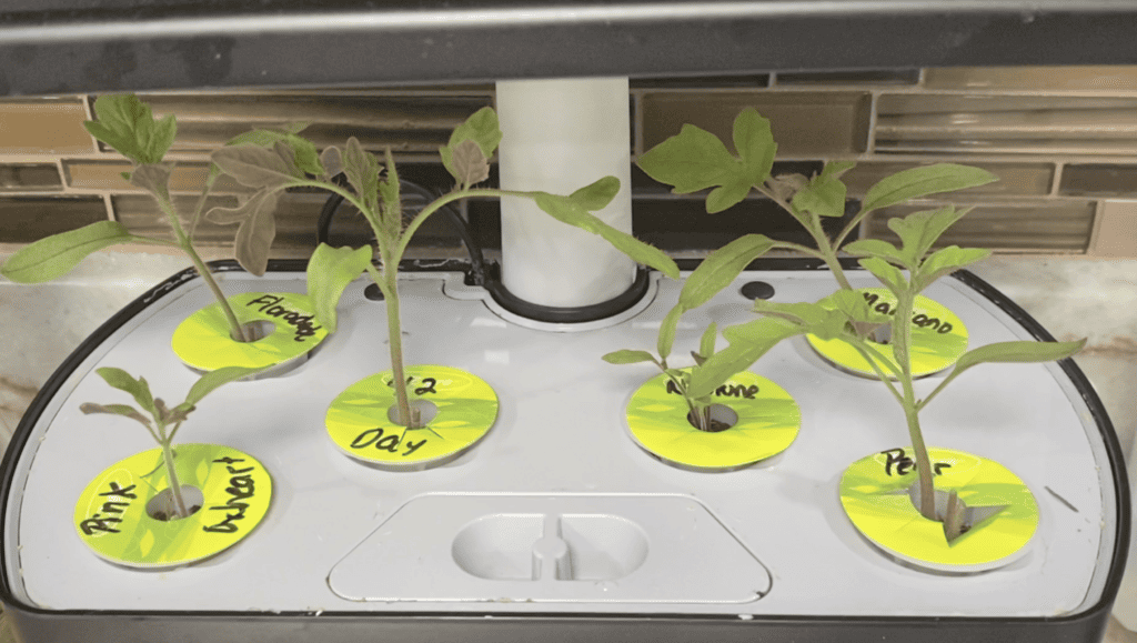 Growing tomatoes in an aerogarden